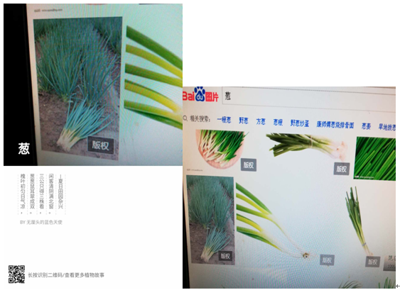 蔥.png