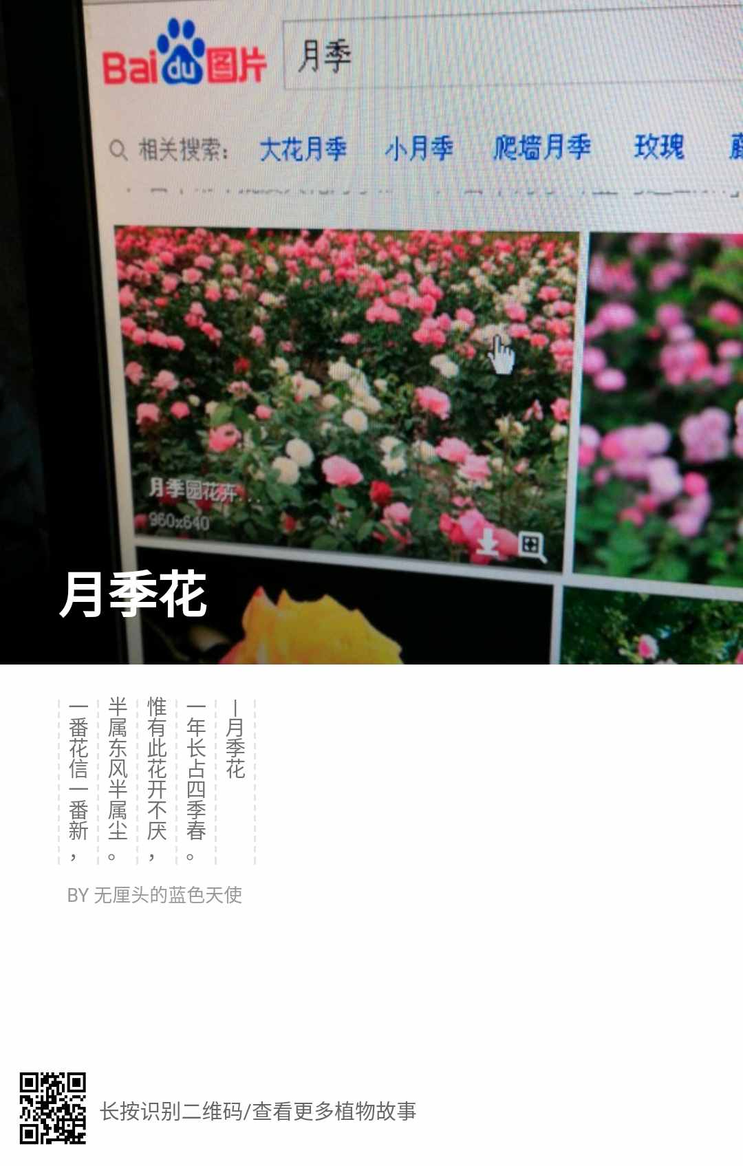 月季.jpg
