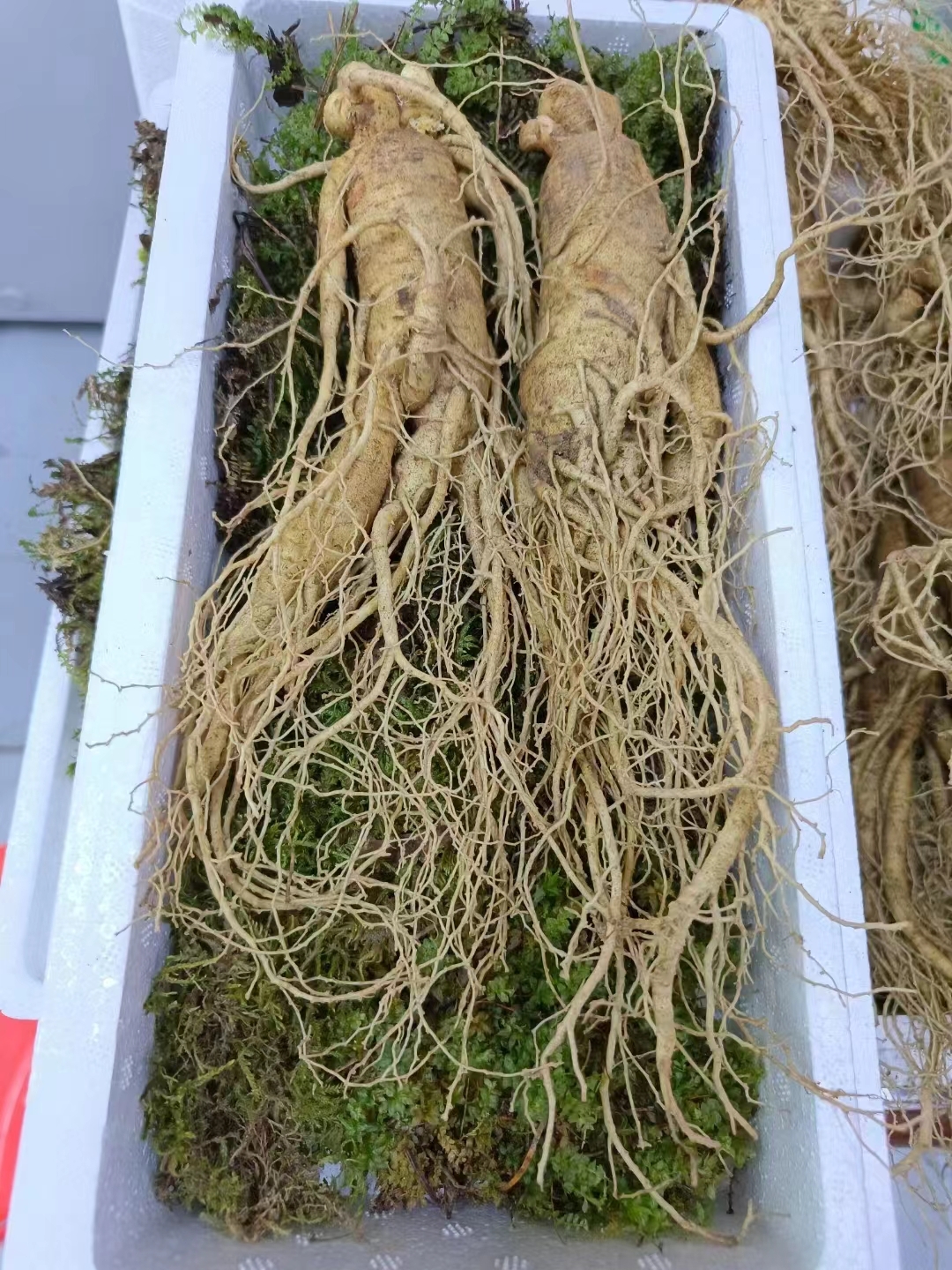 朋友從老家帶來的東北特產【人參】